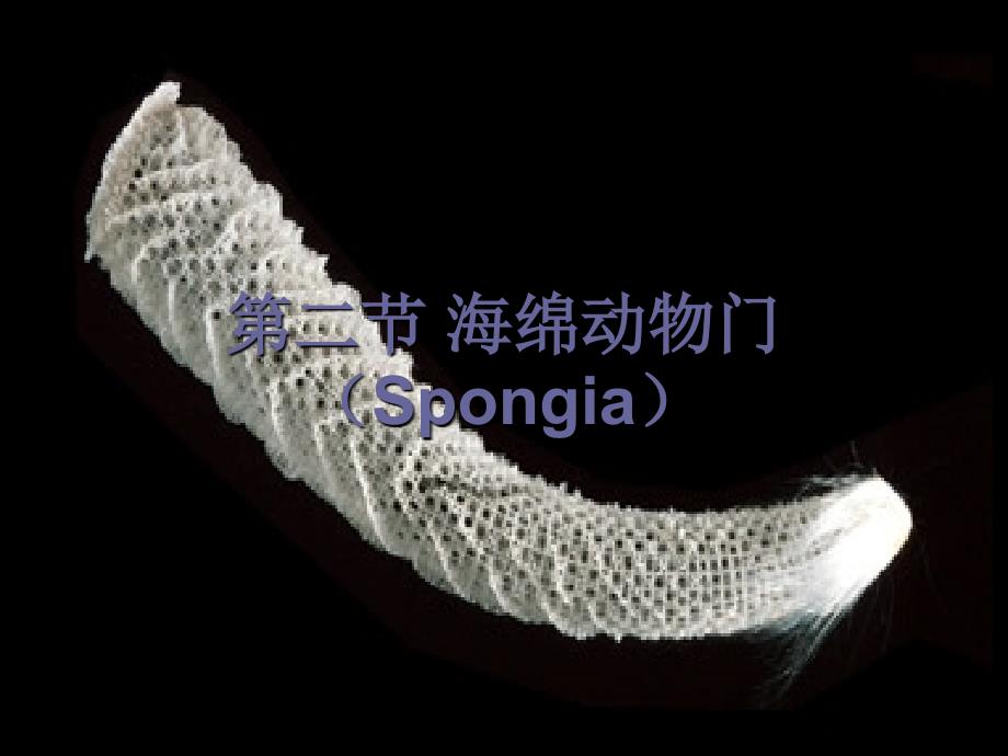 第三章2海绵动物门_第1页