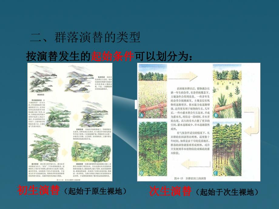 广东省东莞市高中生物 《稳态与环境》4.4 群落的演替课件 新人教版必修3_第3页