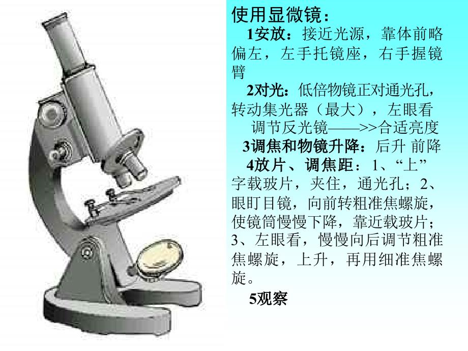 显微镜的使用  _浙教版_第3页