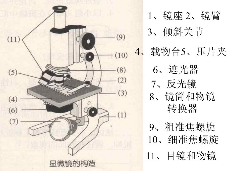 七年级科学显微镜的使用_第2页