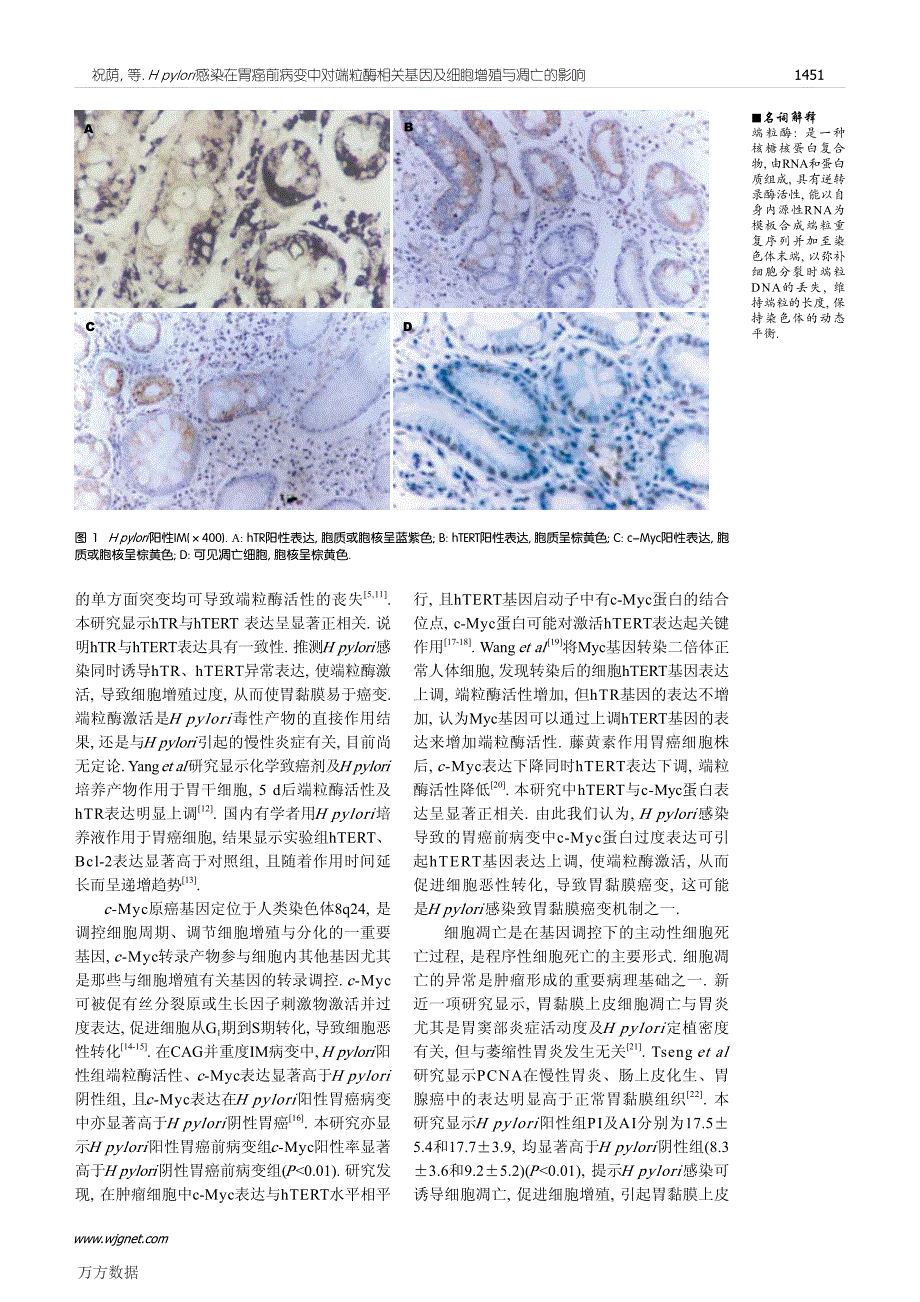 Hpylori感染在胃癌前病变中对端粒酶相关基因及细胞增_第4页