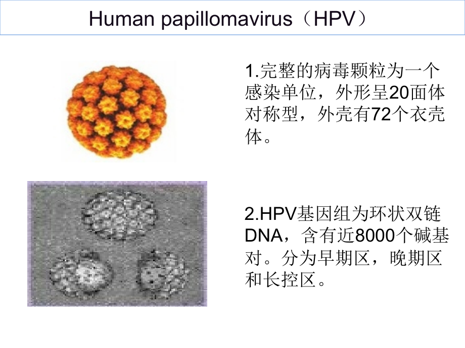 HPV分子生物学与宫颈病变病理诊断_第4页