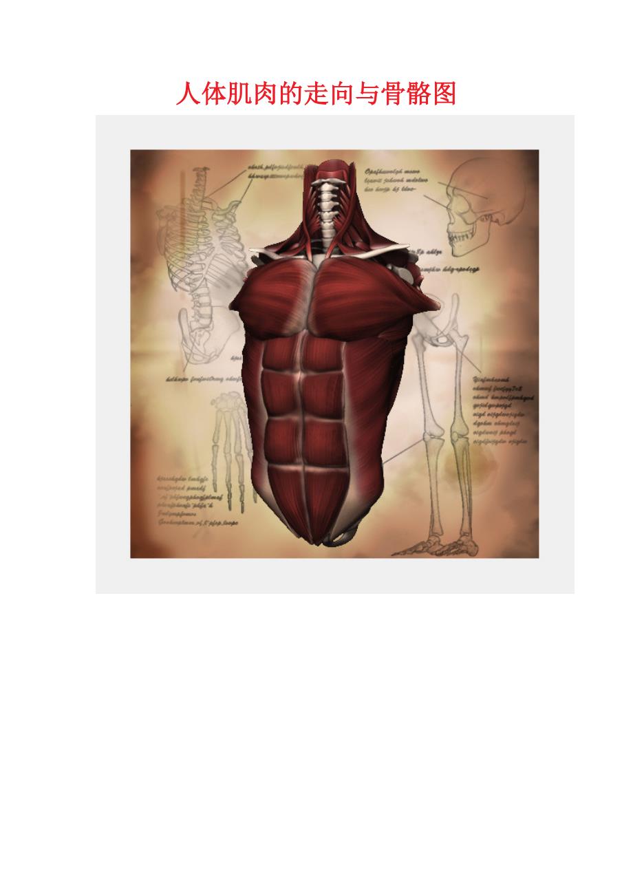 人体肌肉的走向与骨骼图_第1页