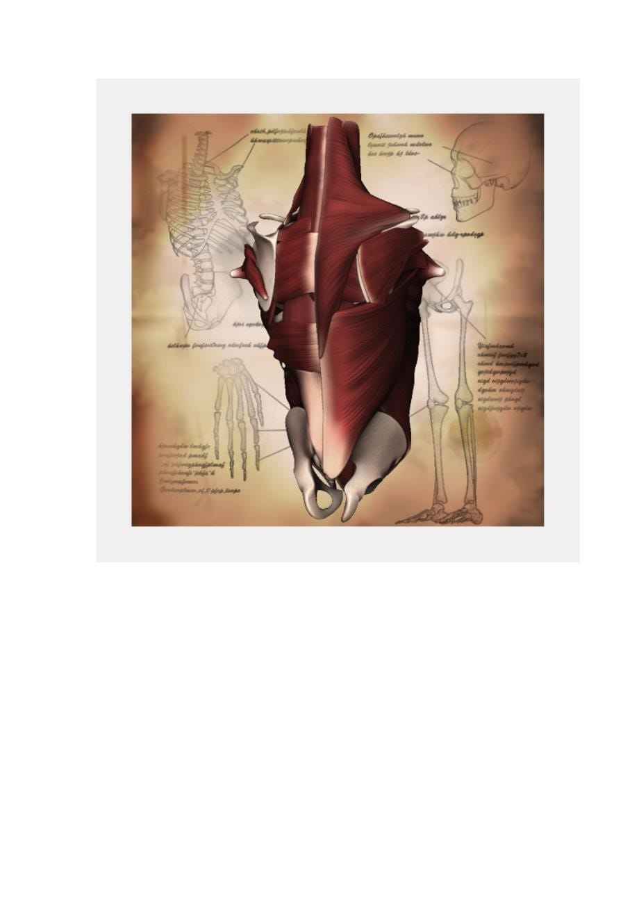 人体肌肉的走向与骨骼图_第5页