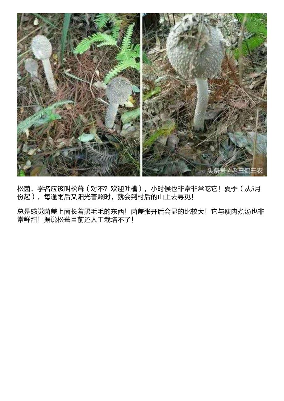 农村的这几种野味,城里人花再多钱都买不到_第3页