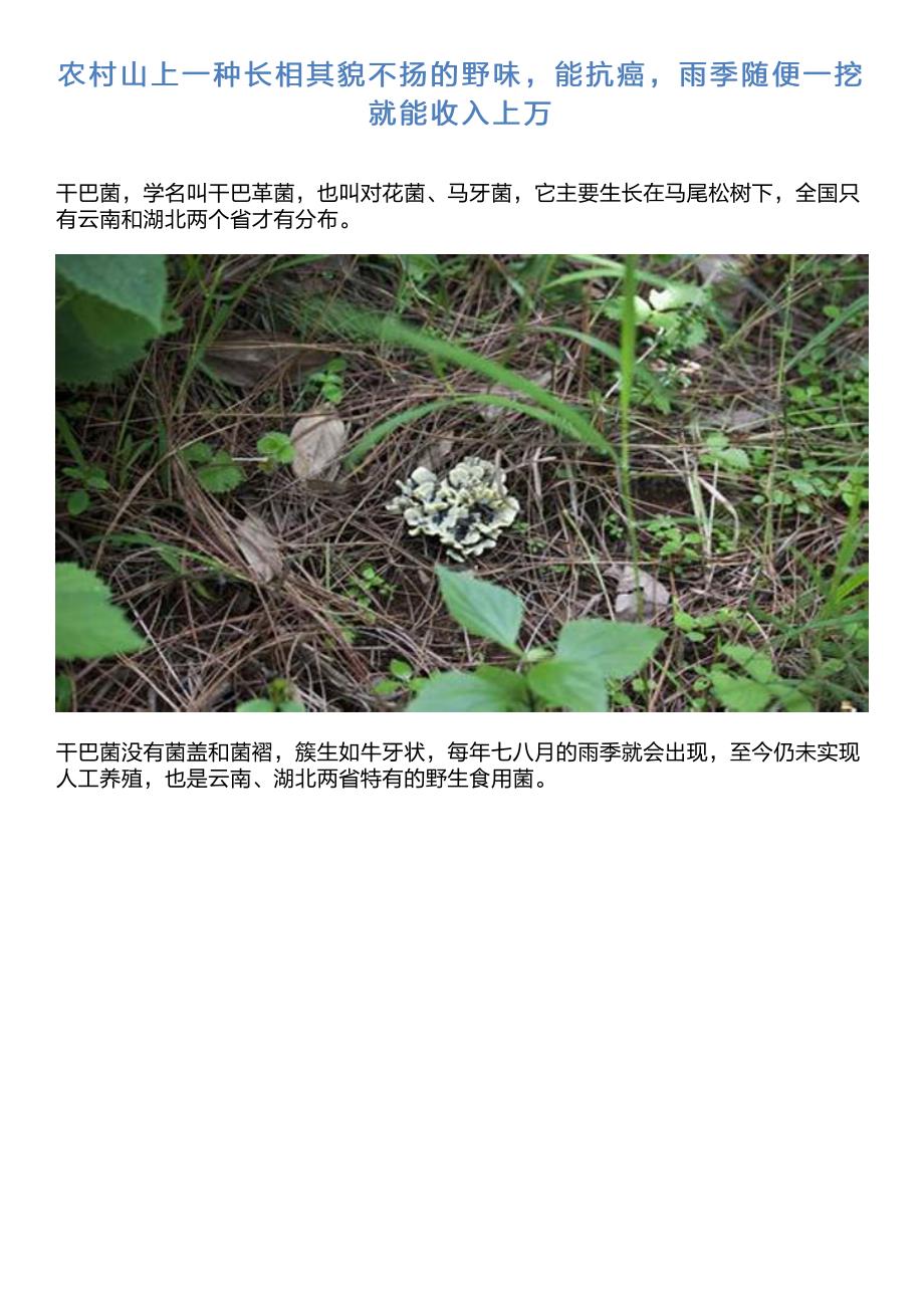 农村山上一种长相其貌不扬的野味,能抗癌,雨季随便一挖就能收入上万_第1页