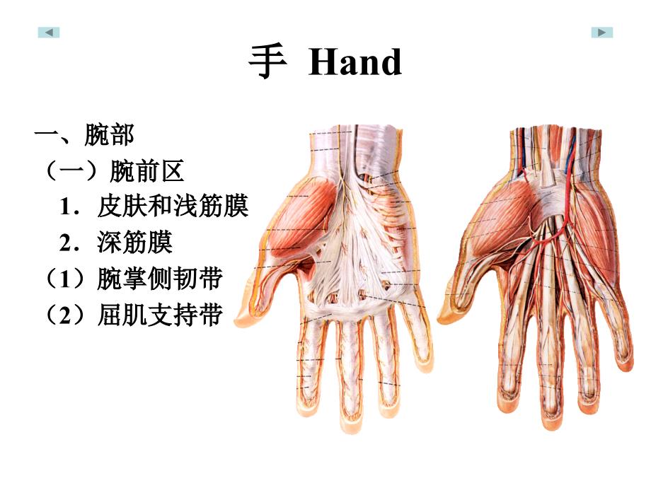 手局部解剖学_第1页