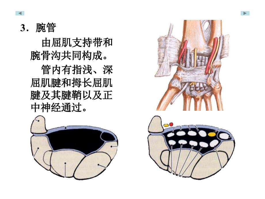 手局部解剖学_第2页