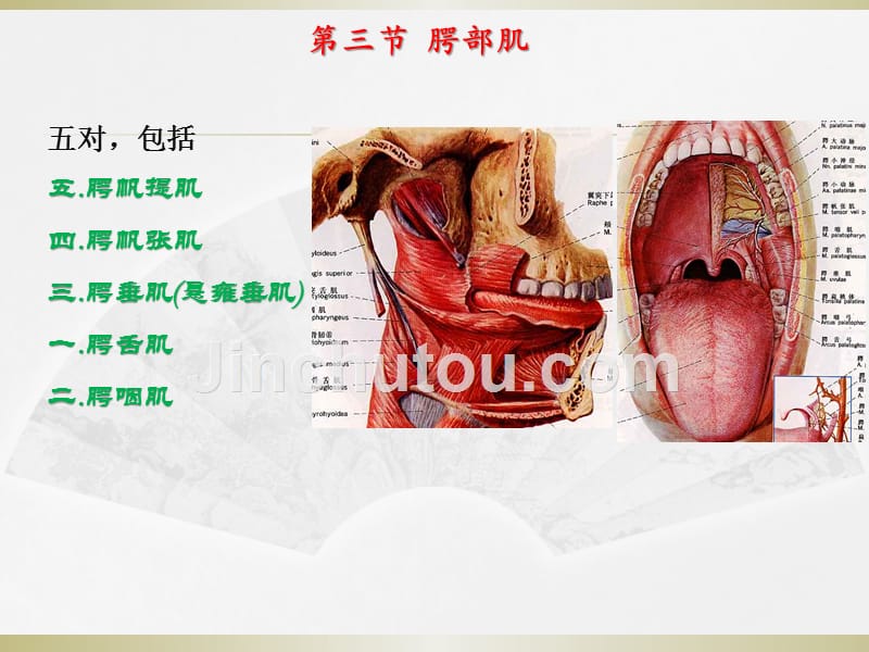 03第三节腭部肌_第1页