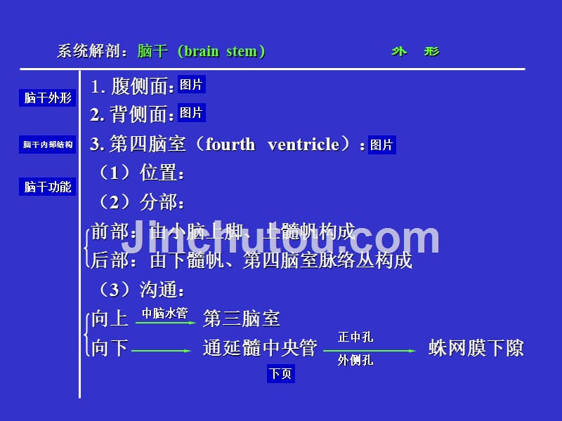 人体解剖学-脑干_第4页