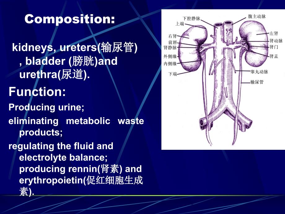 十七章大学课件组织学与胚胎学_第2页