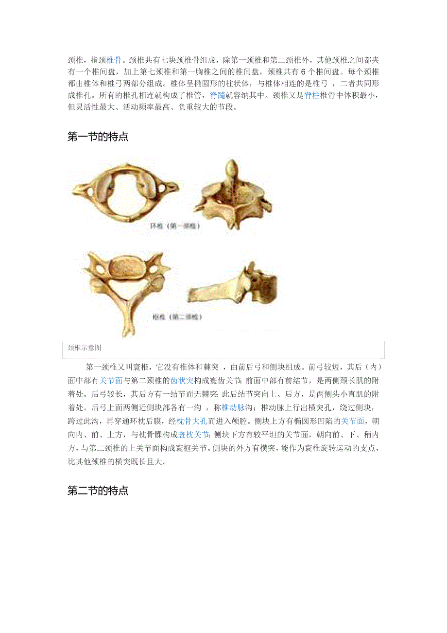 颈椎病的生理和解剖_第1页