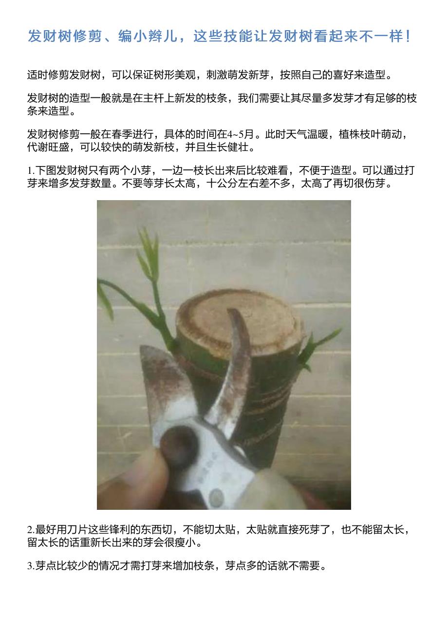 发财树修剪、编小辫儿,这些技能让发财树看起来不一样!_第1页