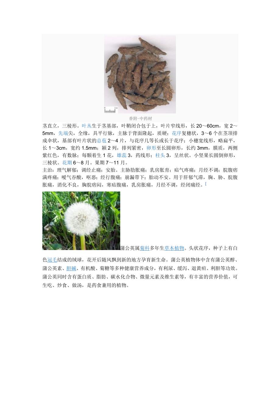 具有药用价值的草_第3页