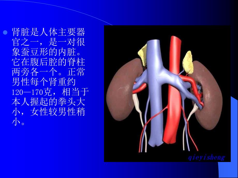 泌尿系统超声诊断巩义张志芳_第4页