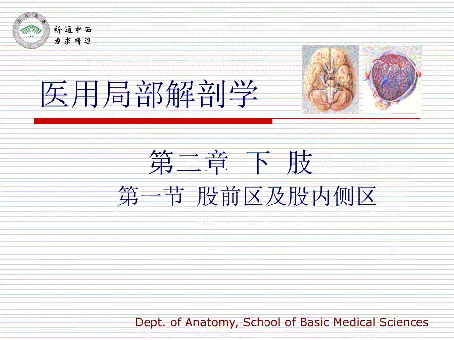 医用局部解剖学-股前区及股内侧区_第1页