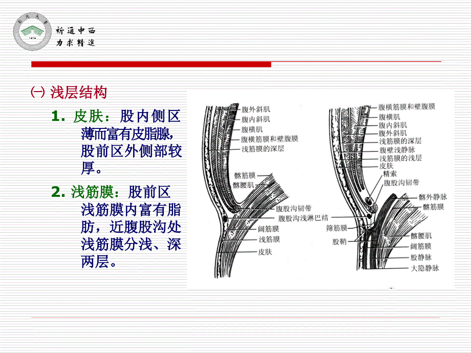 医用局部解剖学-股前区及股内侧区_第2页