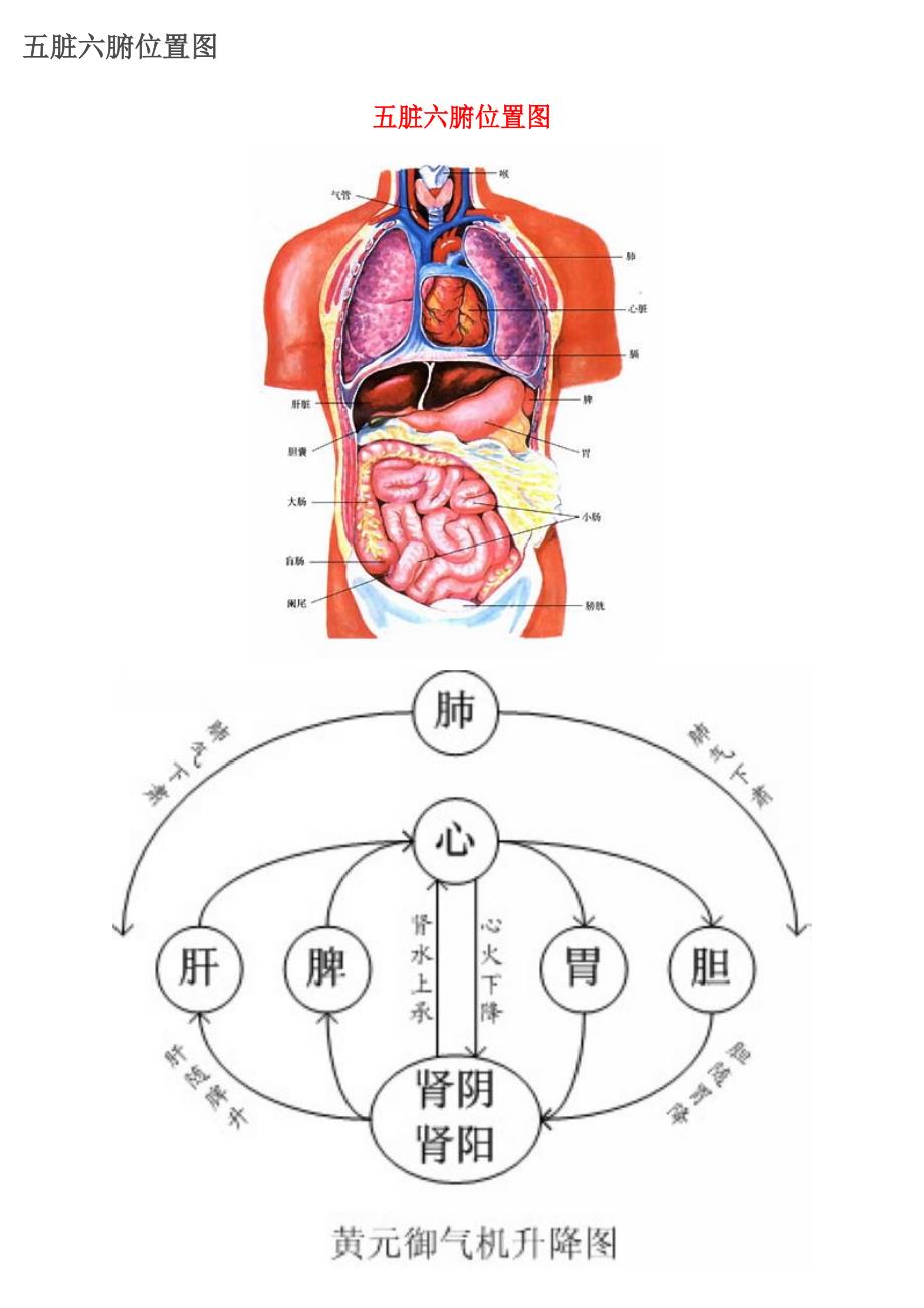 五脏六腑位置图_第1页