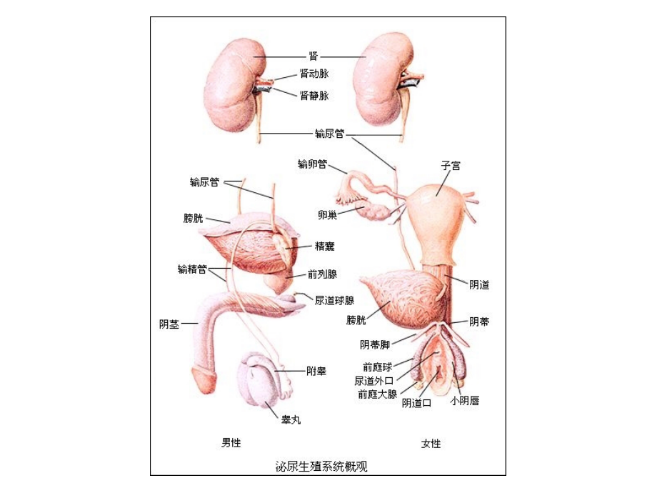 泌尿及生殖系统病理_第4页