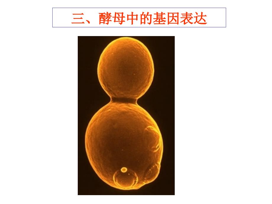第三章基因工程制药中_第1页