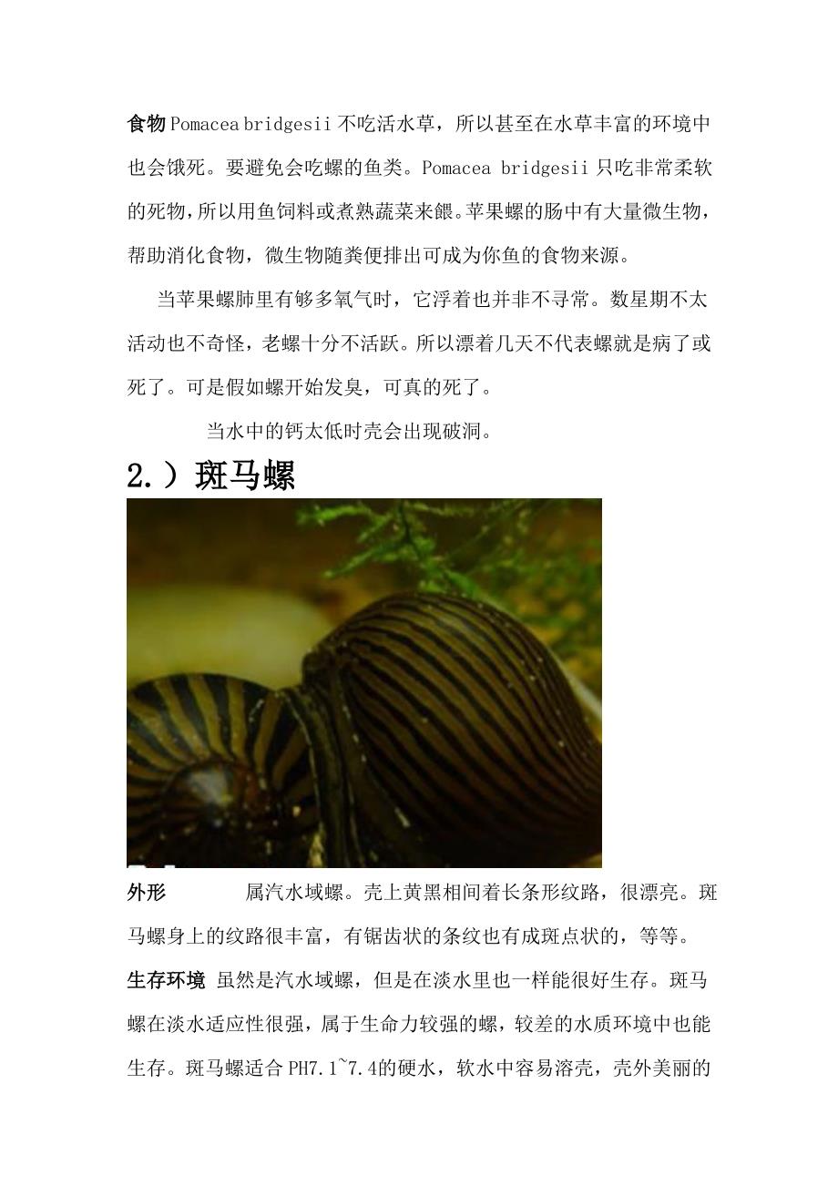 淡水螺-海水螺-汽水域螺-观赏螺-养螺条件_第2页