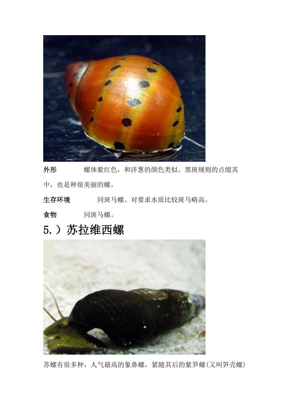淡水螺-海水螺-汽水域螺-观赏螺-养螺条件_第4页