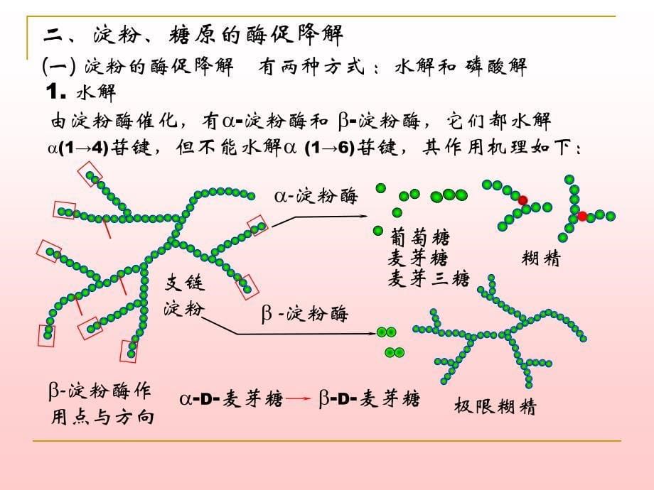 第6章糖代谢1_第5页