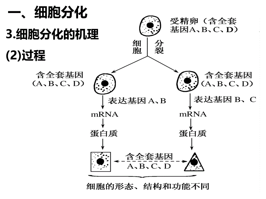 细胞分化、衰老、凋亡和癌变_第4页