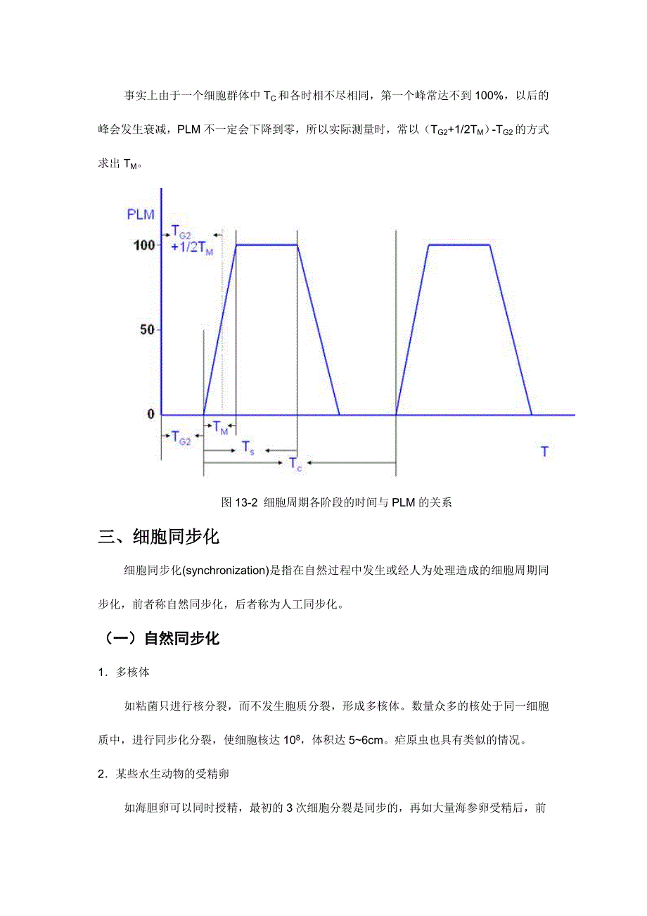 第十三章细胞周期_第4页