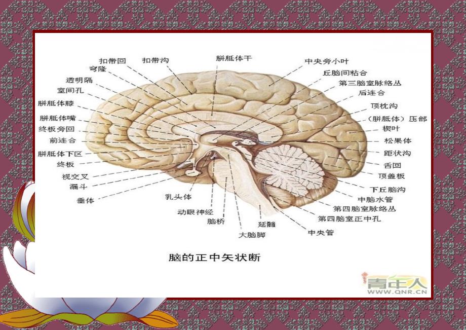 0481 松果体区肿瘤 医学课件_第3页