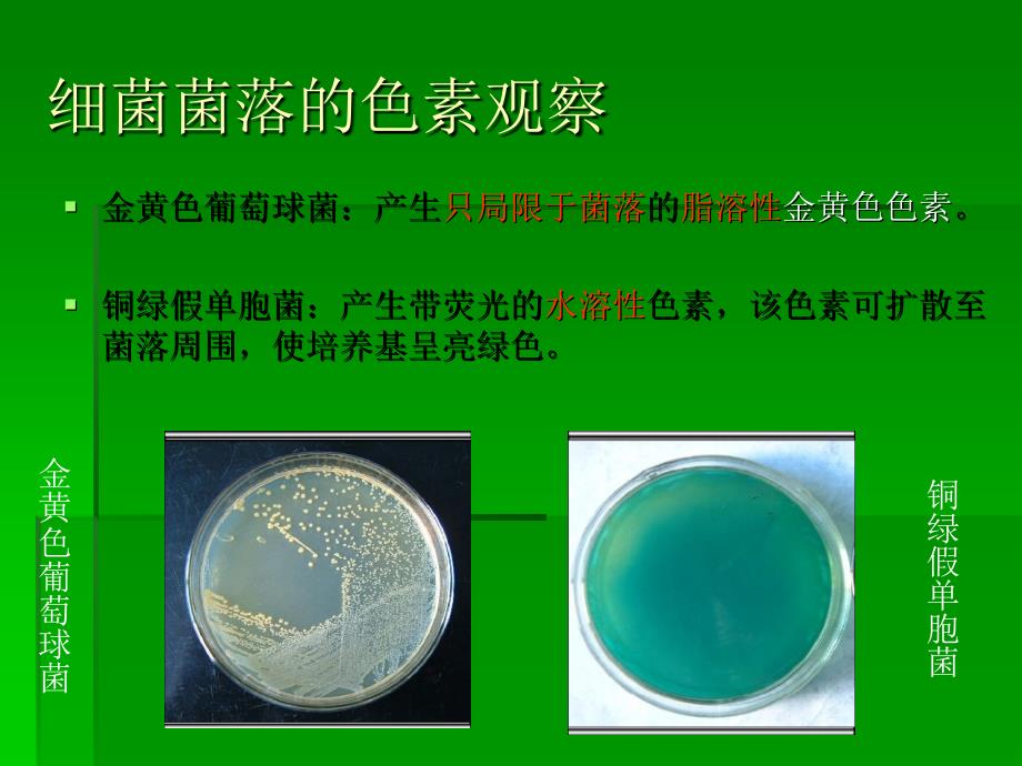 肠道细菌实验_第4页