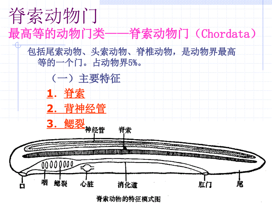 第6章动物界-脊索动物门-1_第1页