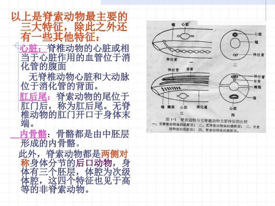 第6章动物界-脊索动物门-1_第5页