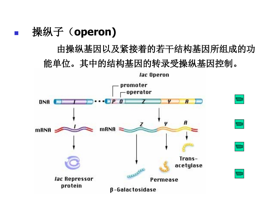 基因突变及检出_第4页