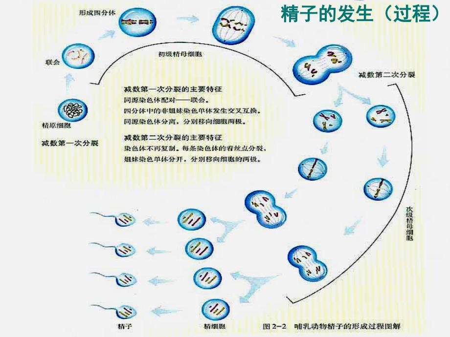 石狮一中染色体变异_第4页