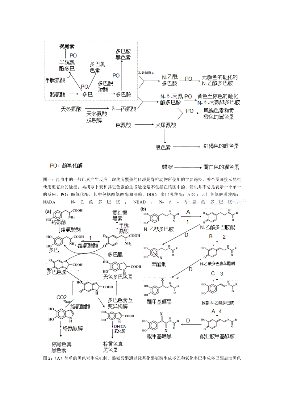 昆虫的复杂性表皮色素沉着中文_第2页