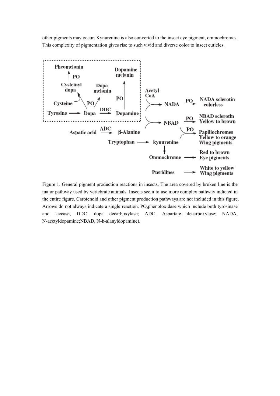 昆虫的复杂性表皮色素沉着中文_第5页