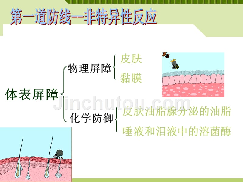 【高中生物必备课件】非特异性免疫_第4页