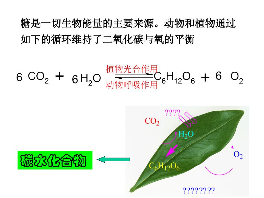 汪小兰有机化学课件(第四版)14碳水化合物_第3页