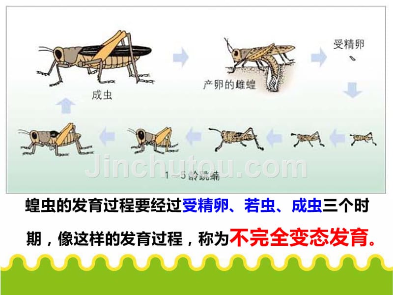 19.2动物的生殖和发育_第5页