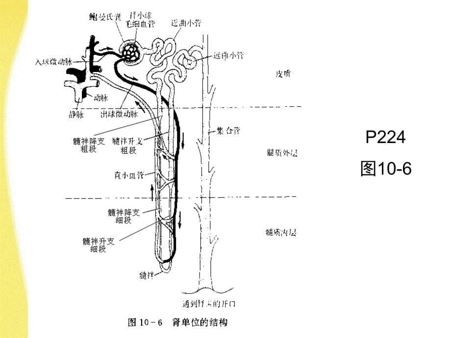 高中生物肾脏奥赛课件_第5页