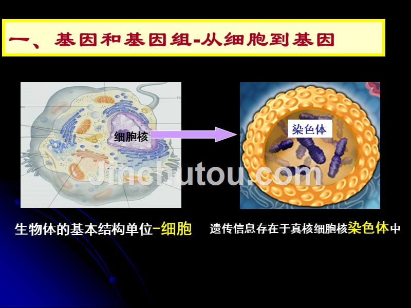 人类基因组计划及其伦理问题_第5页