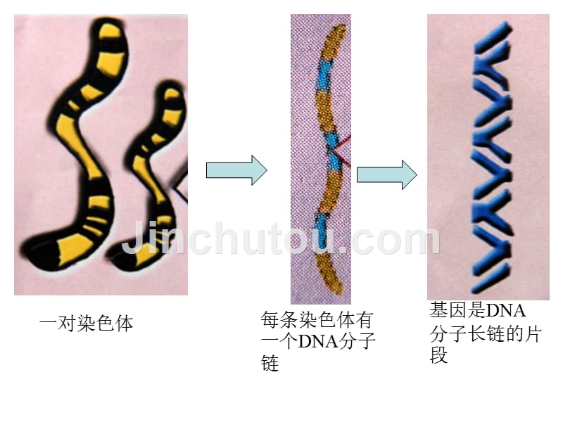 八年级生物遗传与变异复习课件_第4页