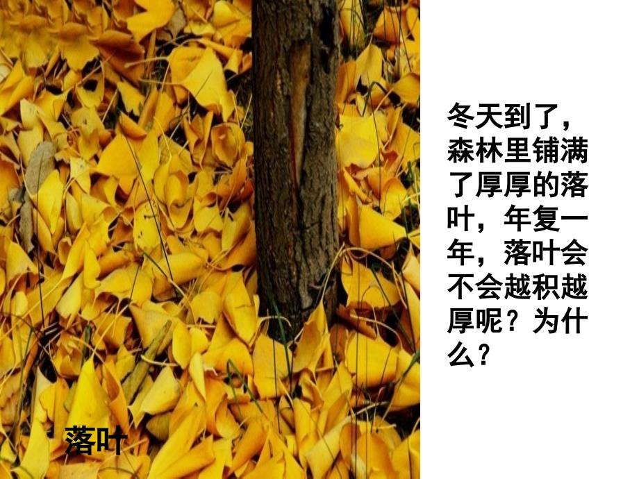 八年级第四章第四节_第4页