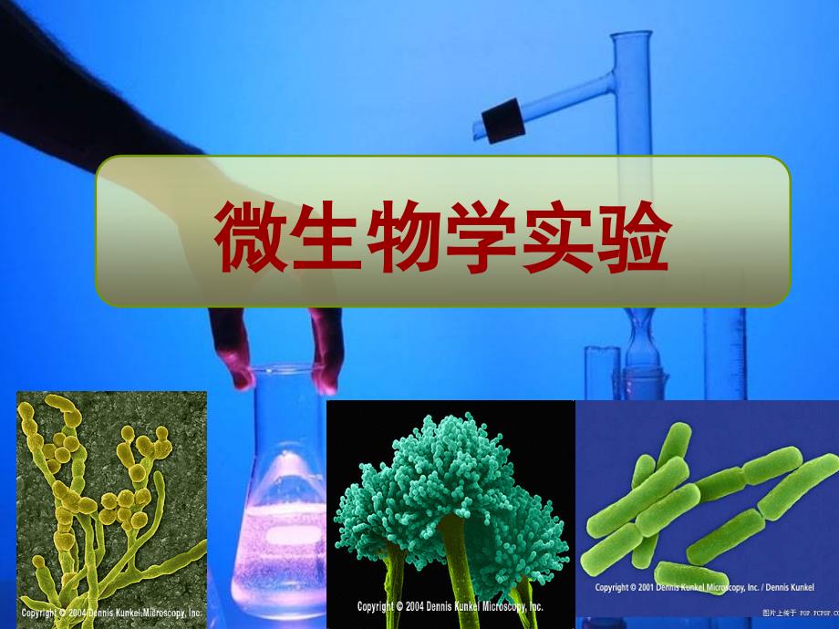 微生物实验(实验三纯种分离)_第1页