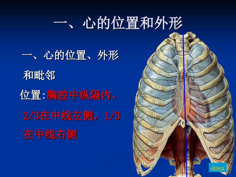 人体解剖生理学第四章心_第3页