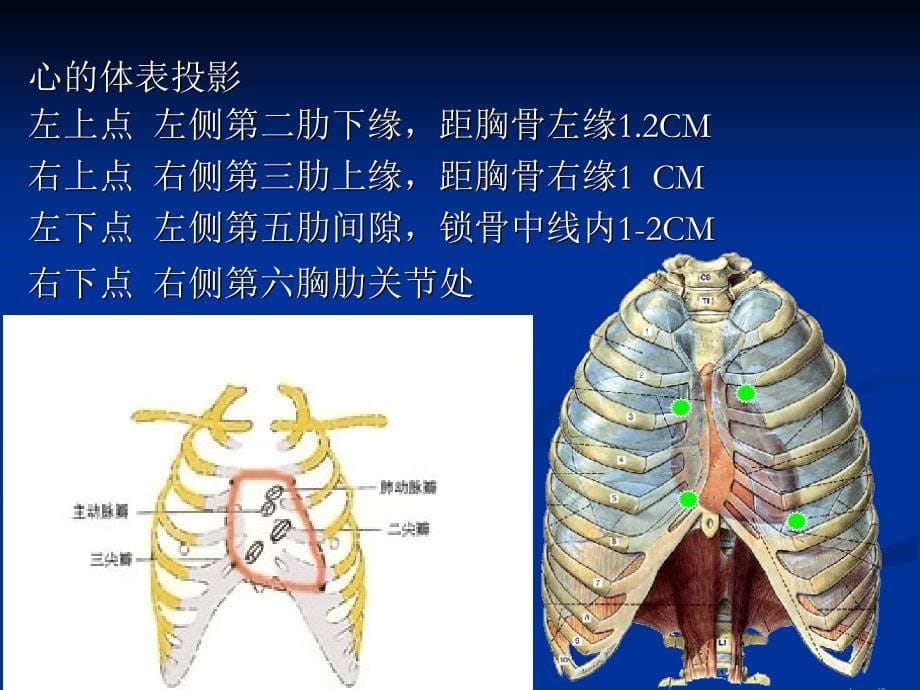 人体解剖生理学第四章心_第5页