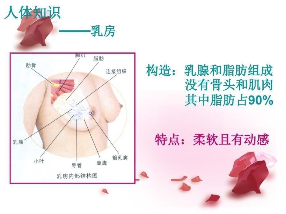 内衣基本知识篇_第5页