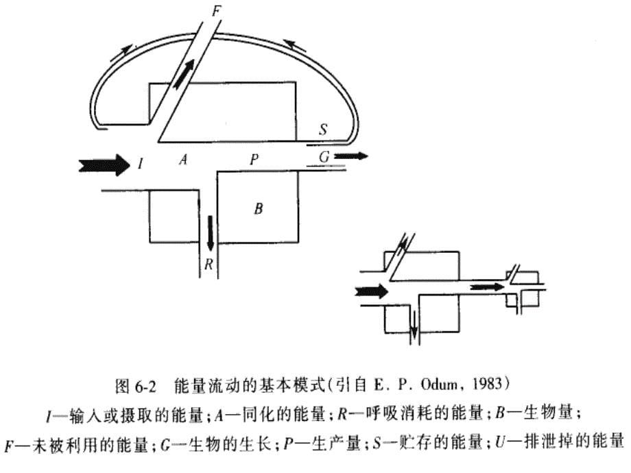 环境生态学教学第六章_第5页