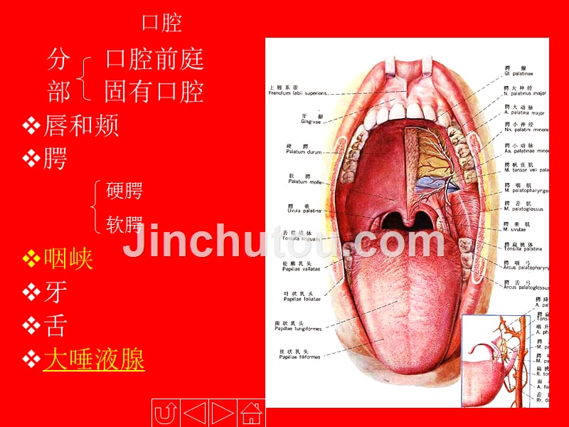 人体解剖生理学-消化系统的结构与功能_第5页